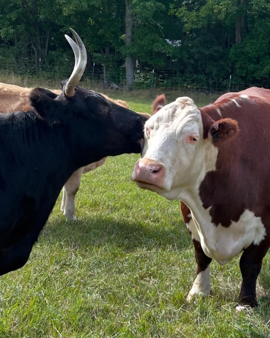 Two cows sharing a quiet moment in the pasture