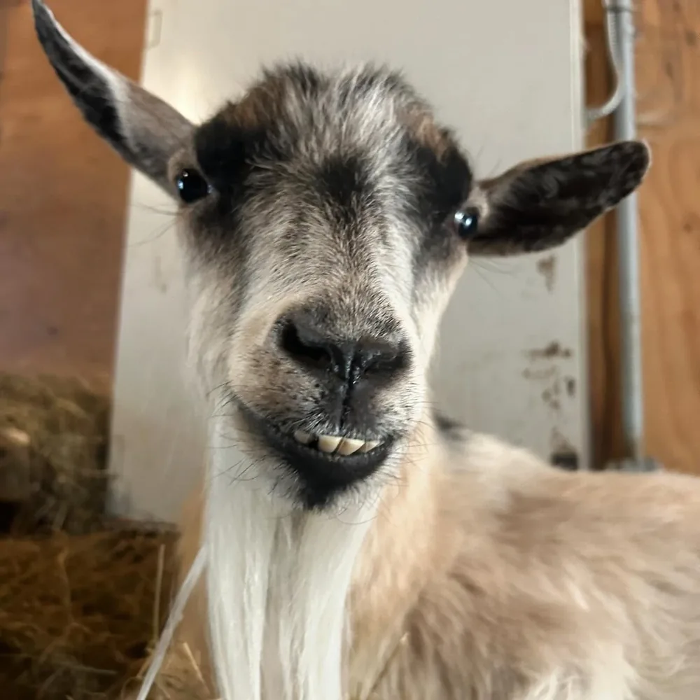 A curious goat looking out from the barn