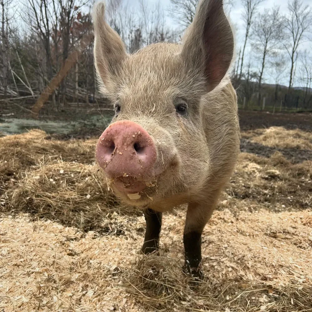 A curious pig looking towards the camera at GLO