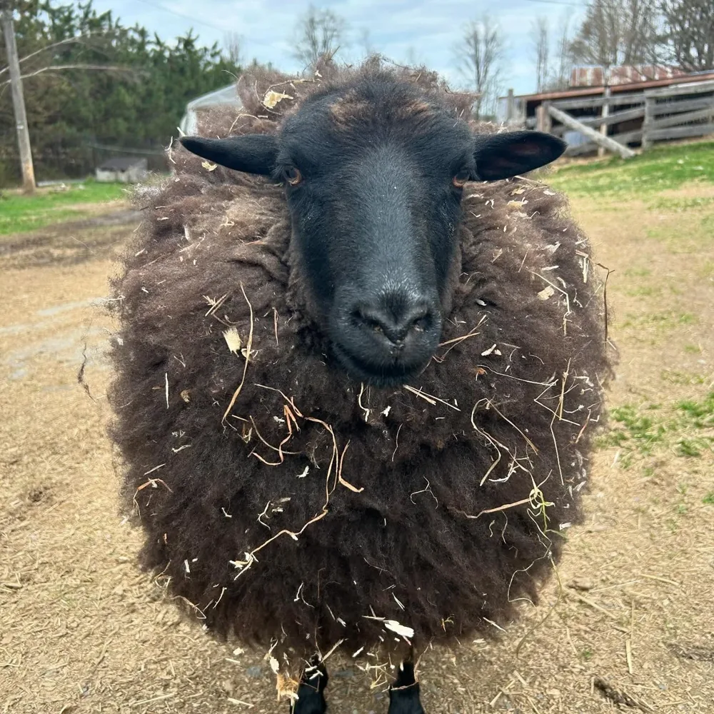 A woolly sheep with hay caught in their fleece