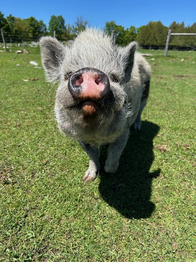 Oscar