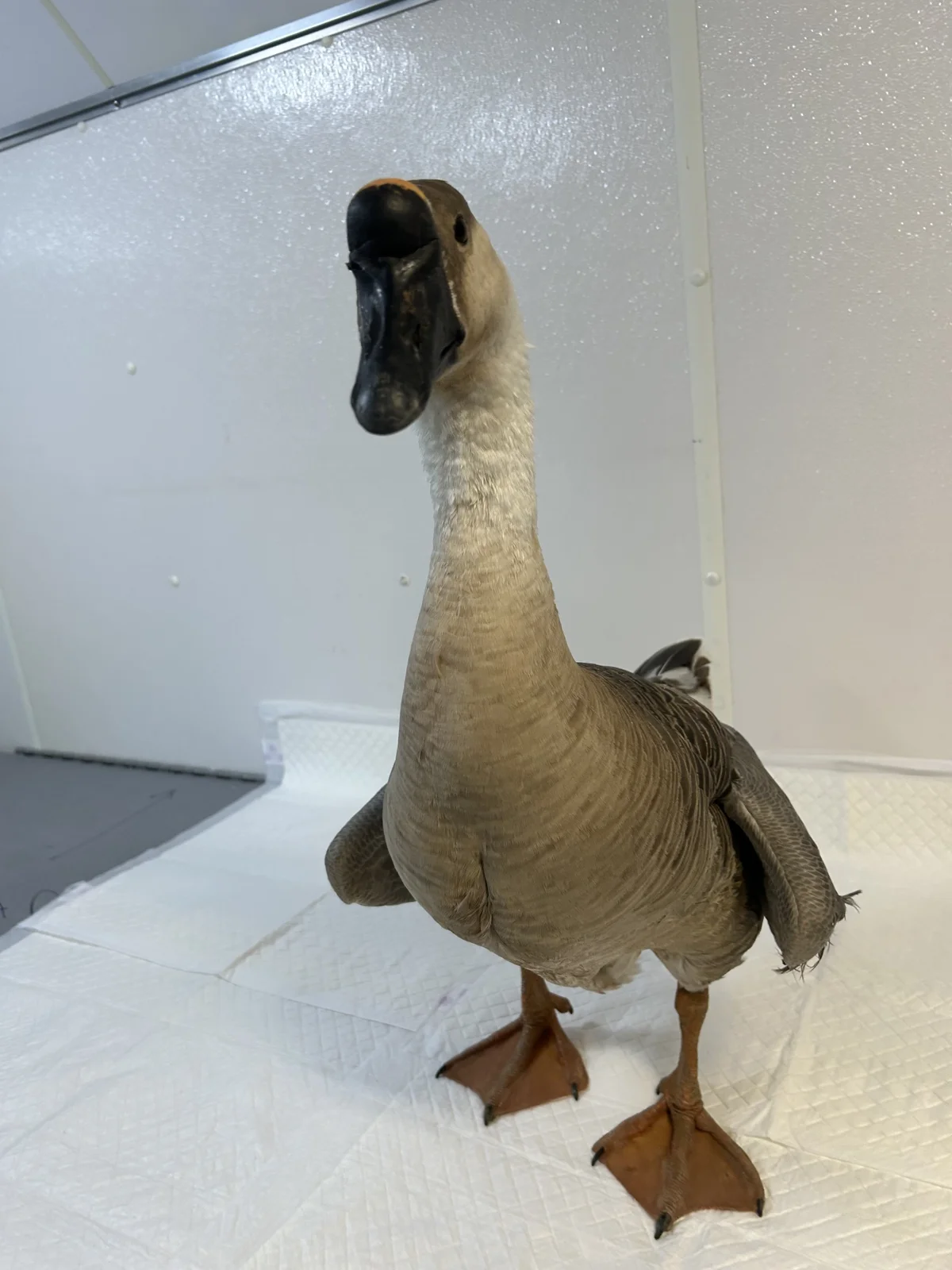 A sanctuary duck standing indoors during veterinary care