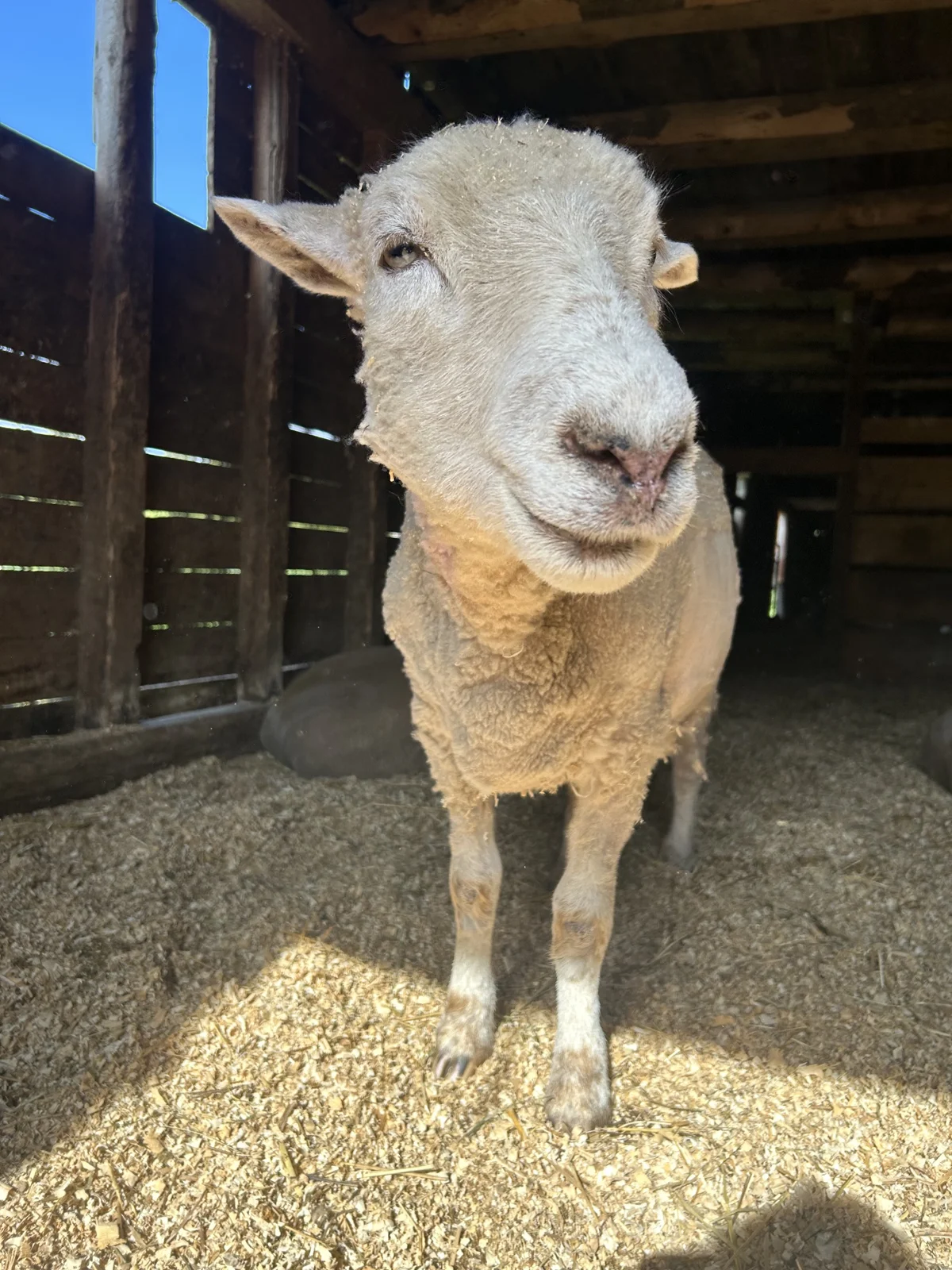 A sheep looking out from a bedded stall at GLO Farm Sanctuary