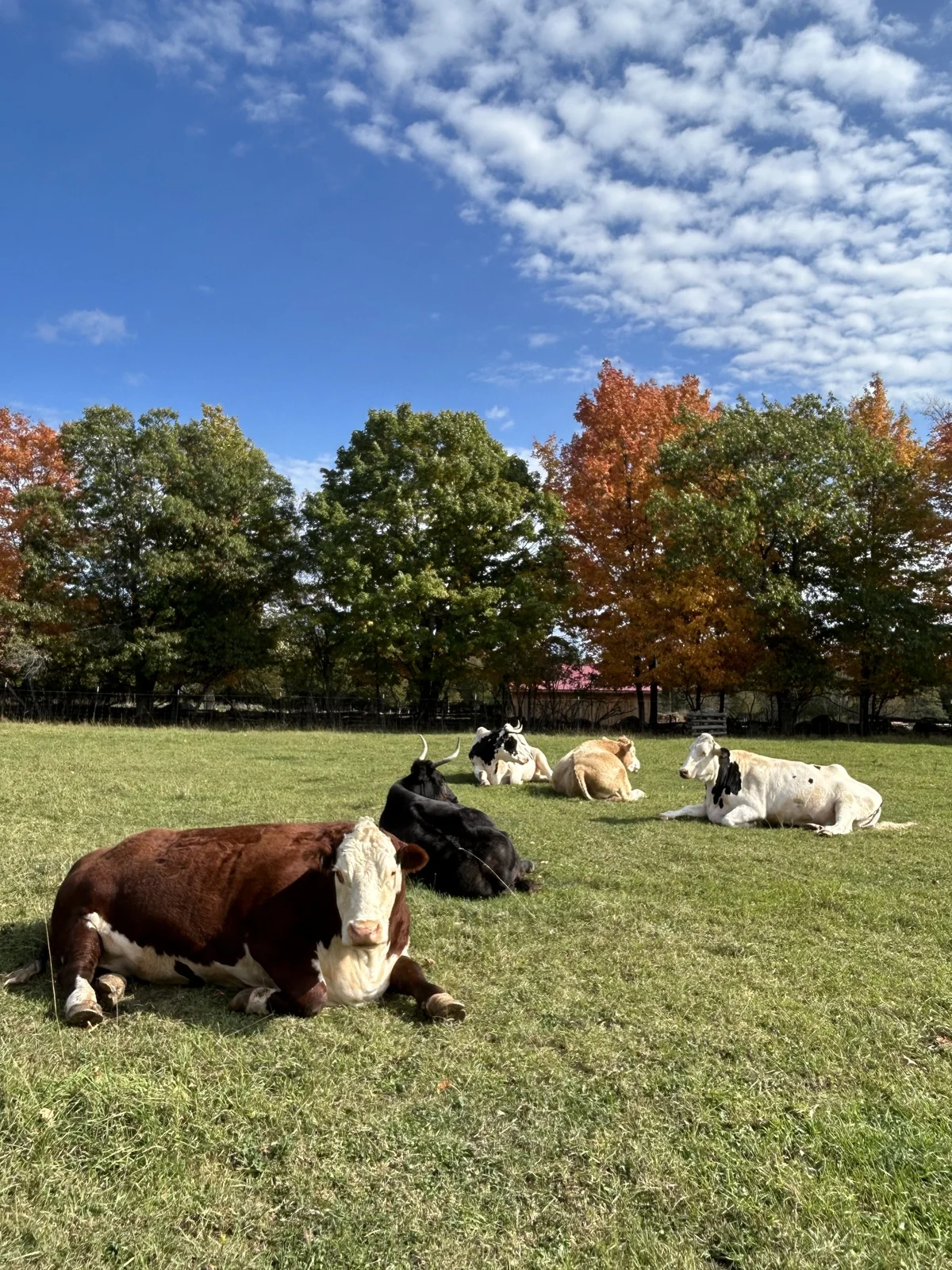Cows resting together in the autumn pasture at GLO Farm Sanctuary